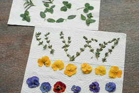 怎样制作颜值超高的花草曲奇步骤