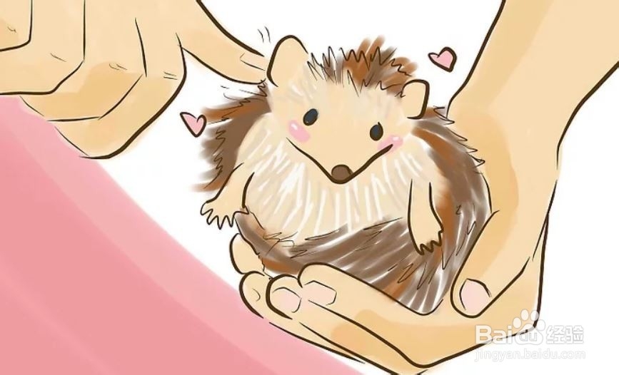如何照顾一只刺猬