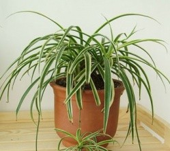 哪些植物去甲醛最好