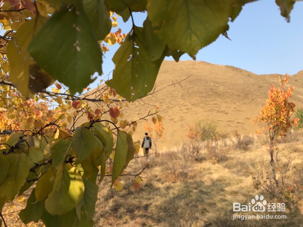 郊游怎样获得秋趣