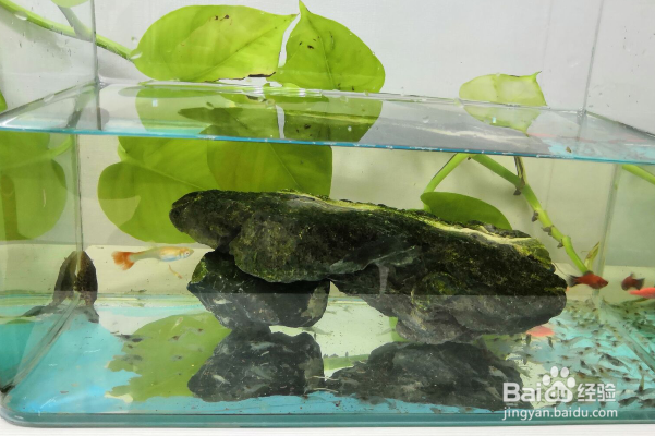 新手养鱼怎么给鱼换水？