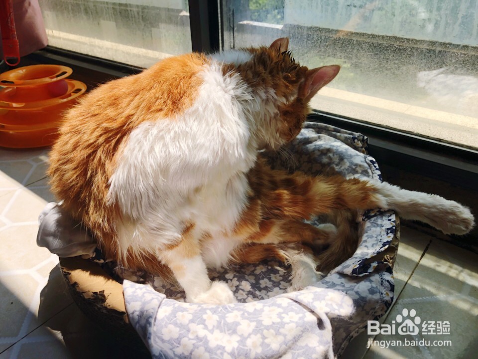 第一次给猫咪洗澡要怎么做？