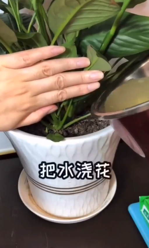 土豆发芽不能有什么妙用