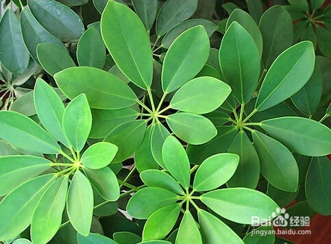 <b>夏天种植鸭掌木的技巧！</b>