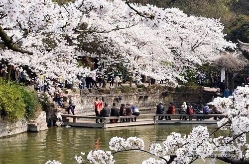 鼋头渚赏樱花攻略