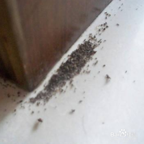 家里有红蚂蚁怎么消灭