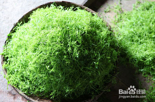 绞股蓝泡水喝的功效与作用及食用方法