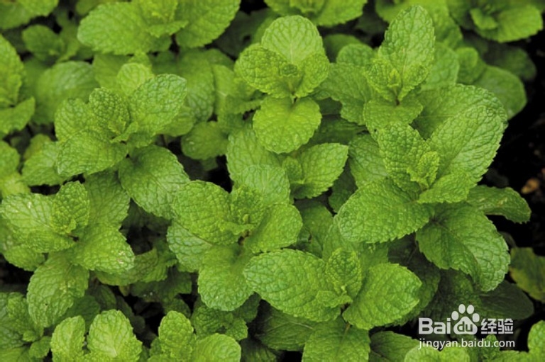 清清凉薄荷香。