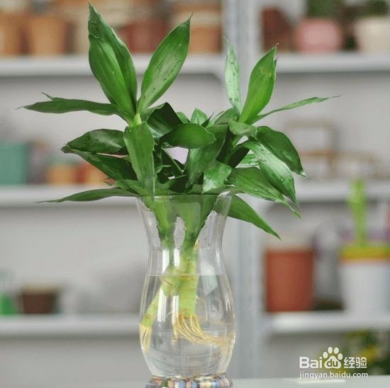 水培富贵竹应该注意哪些问题？