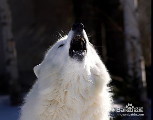 学习狼生存的哲学
