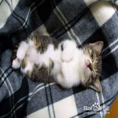 猫咪春季感冒怎么办