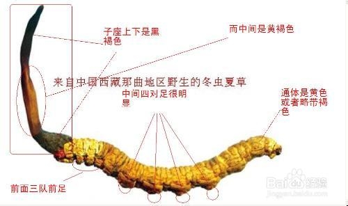 别把凉山虫草误以为冬虫夏草及其比较