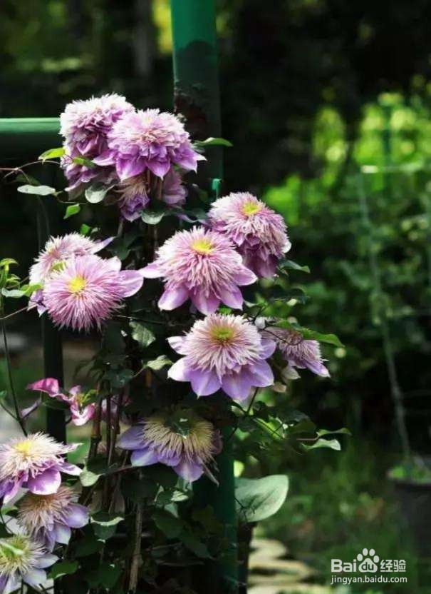 2种爬藤花,种一株,半年成花墙!