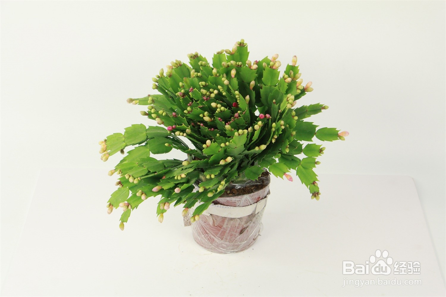 蟹爪莲繁殖方法