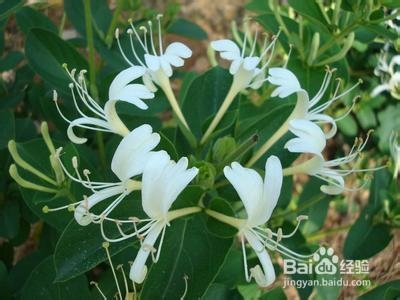 用金银花泡水喝有什么功效？