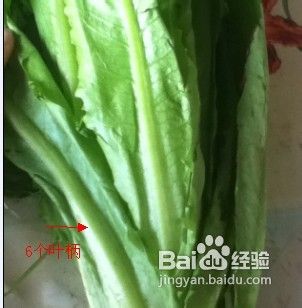 如何挑选油麦菜