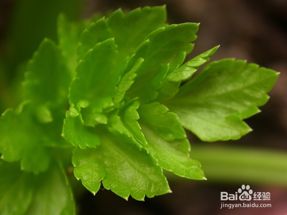 什么食物减腹部10种越吃越瘦的食物推荐给大家