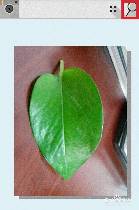 如何根据图片照片识别植物名称?