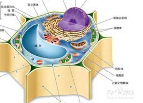 生物模型制作方法
