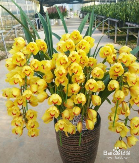 十几年养大花蕙兰经验分享