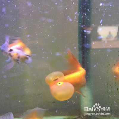 水泡眼金鱼要怎么养殖
