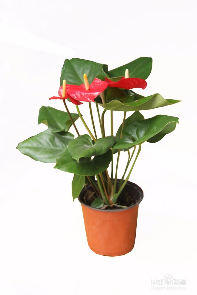红掌的养护方法以及注意事项