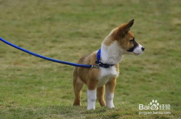 狗不见了怎么办