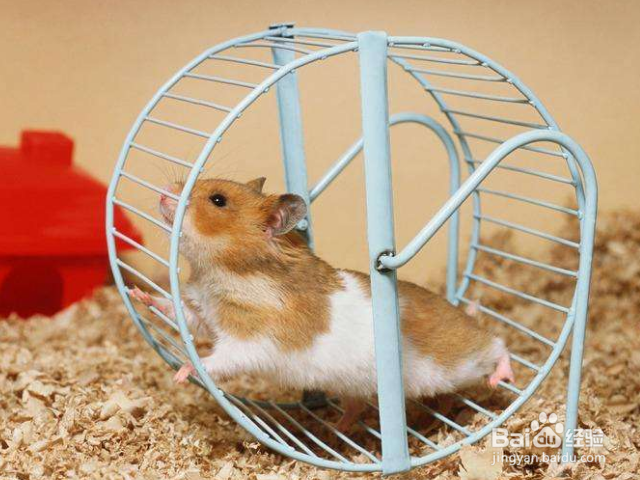 怎么做仓鼠才会信任你？