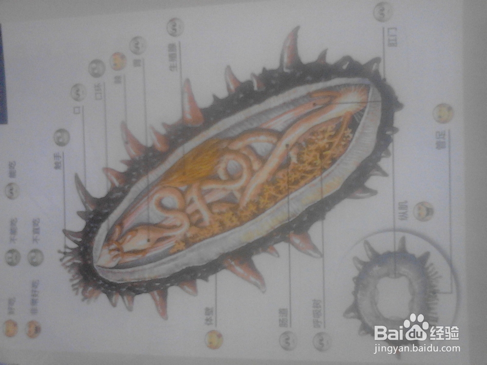 如何科学的吃 海参 海胆等海货