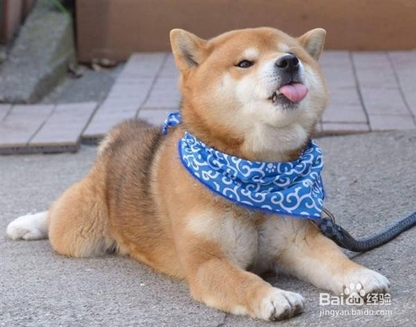 怎样训练狗狗坐下从不会到会的过程