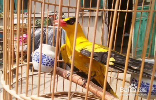 黄鹂鸟怎么养