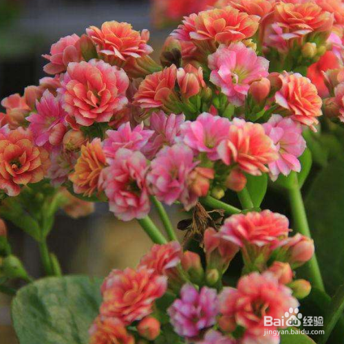 长寿花的寓意是什么