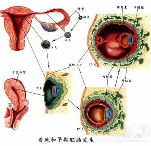 受精及受精卵发育 输送与着床 百度经验