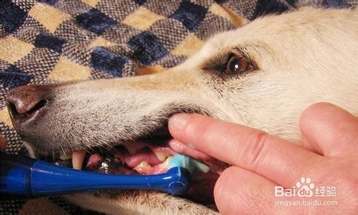你知道给狗狗刷牙有什么注意事项吗？