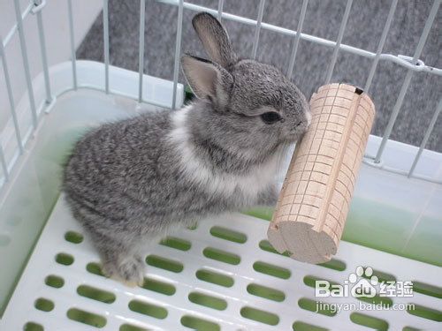 新手养兔子有哪些需要注意的事项