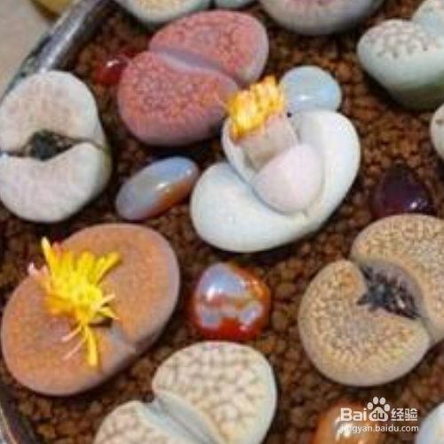 多肉那些好养？