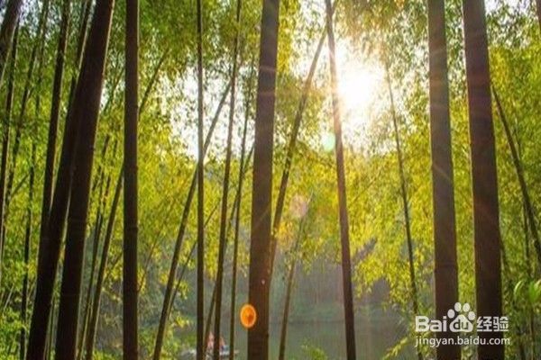 国庆游玩攻略——细数那些四川最美的地方