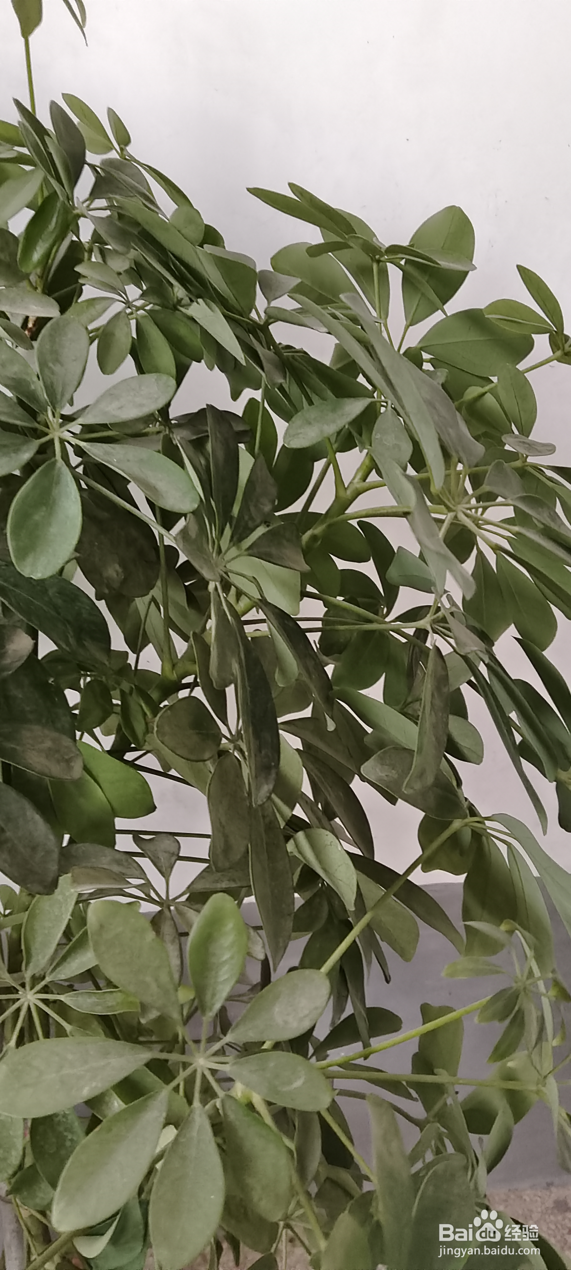 如何改善近视？