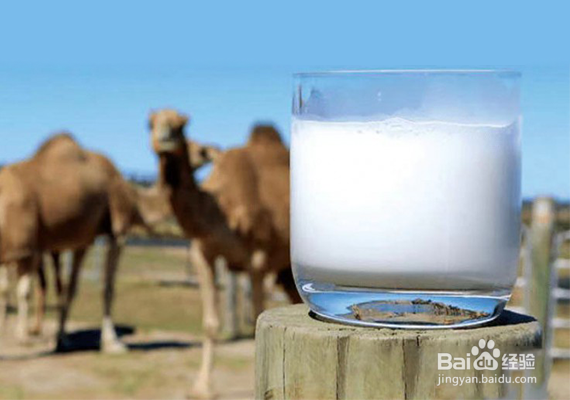 王牌驼骆驼奶为什么价格比较高？