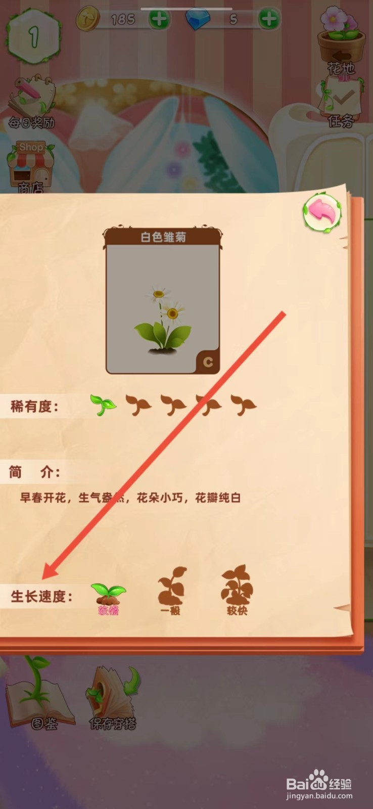 花花姑娘如何查看白色雏菊的【生长速度】