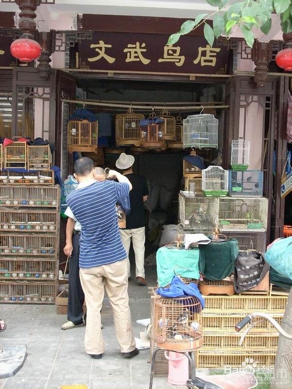 创业实战分析鸟类销售店