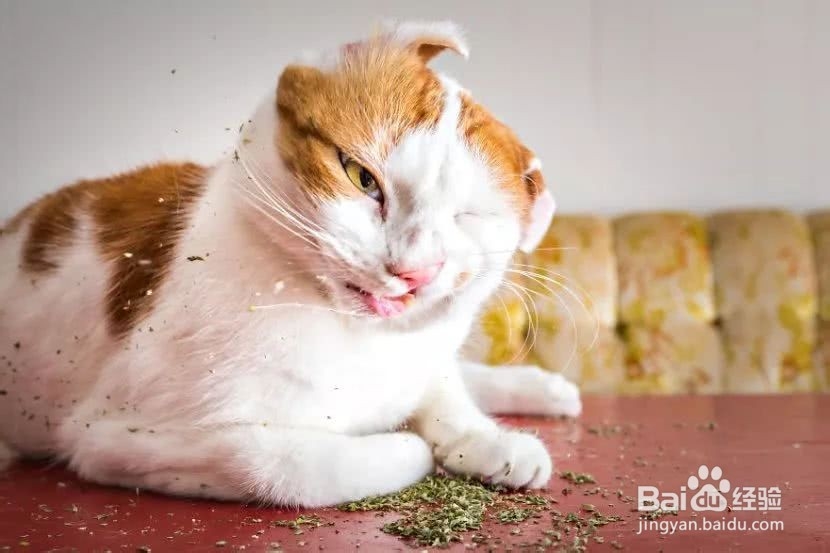 教你自制猫咪小零食,轻松搞定馋嘴猫!