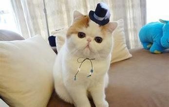 如何饲养加菲猫