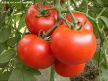 吃那些食物对眼睛好