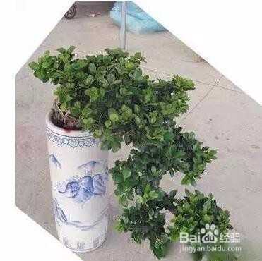 最全养花秘籍
