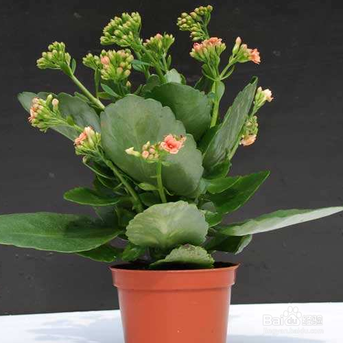 长寿花不开花怎么办？