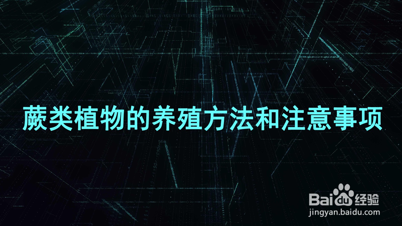 蕨类植物的养殖方法和注意事项