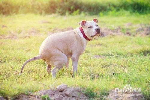 小狗乱拉屎尿怎么办