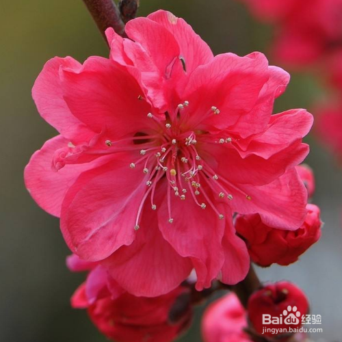 红梅花的养殖方法有哪些？