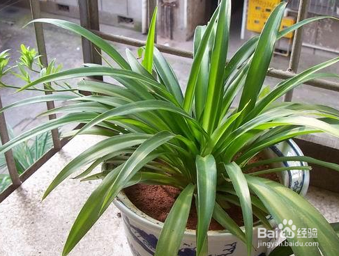 什么样的植物能去除新房的异味。